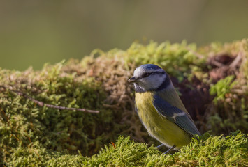 Obraz premium mésange bleue