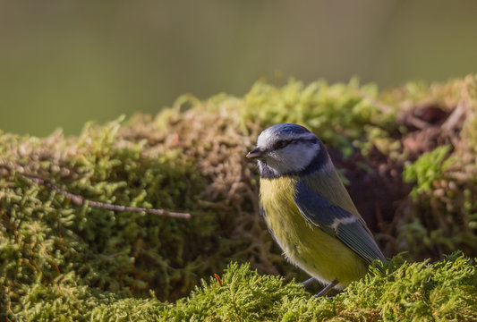 m&eacute;sange bleue