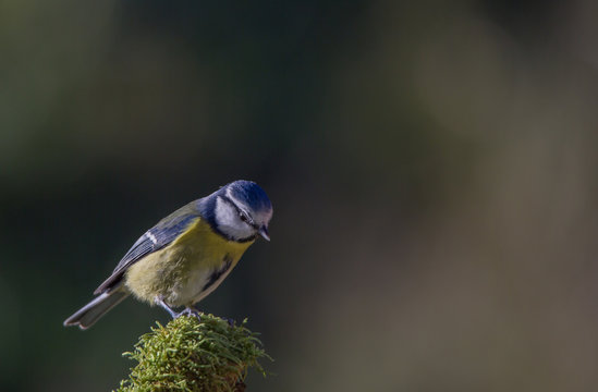 m&eacute;sange bleue