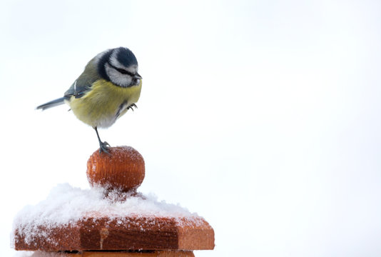 m&eacute;sange bleue