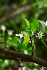 Flowering pear