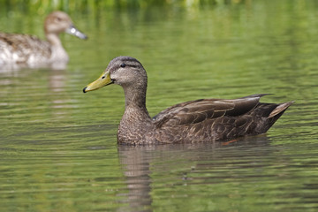Male American Black Duck, Anas rubripes swimming