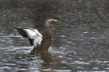 Winter male American Black Duck, Anas rubripes