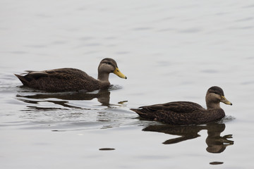 Obraz premium Pair of American Black Duck, Anas rubripes in quiet scene