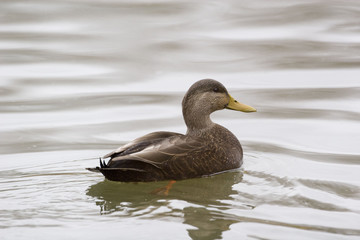 Male American Black Duck, Anas rubripes