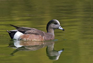 Obraz premium American Wigeon, Anas americana with colorful reflections