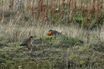 Ashy-headed Goose, Chloephaga poliocephala nesting