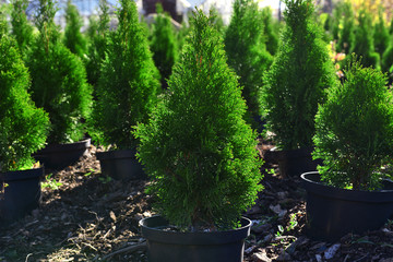 Hedge of thuja trees, close up