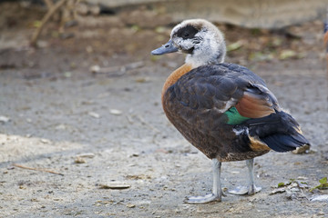 Juvenile Australian Shelduck, Tadorna tadornoides