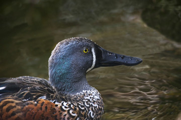 Obraz premium Australasian Shoveler, Anas rhynchotis portrait