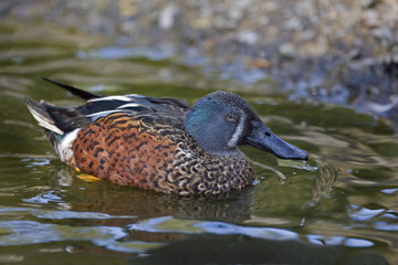 Male Australasian Shoveler, Anas rhynchotis on the water