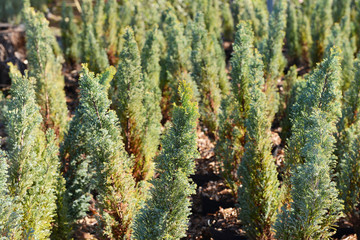 Hedge of thuja trees, close up