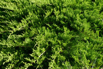 Thuja background, close up
