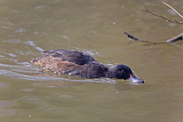 Male Black-headed Duck, Heteronetta atricapilla on the water