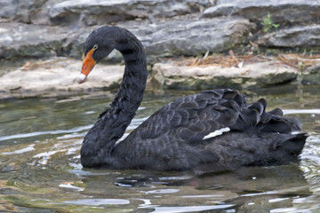 Black Swan, Cygnus atratus swimming