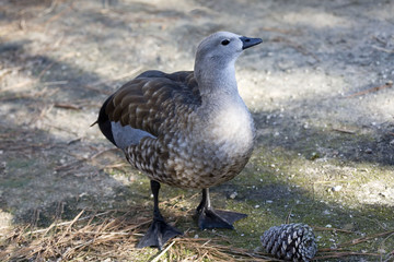 The rare Blue-winged Goose, Cyanochen cyanoptera