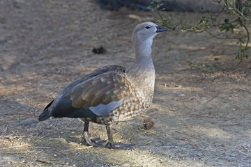 Rare Blue-winged Goose, Cyanochen cyanoptera