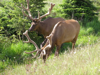 Elks