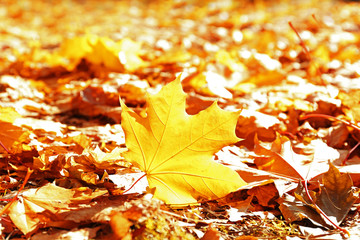Golden autumn leaves on the ground, close up