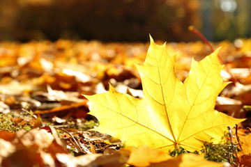 Golden autumn leaves on the ground, close up