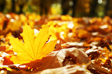 Golden autumn leaves on the ground, close up