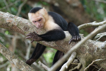 Kapuzineraffe, Costa Rica