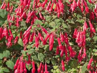 Fuchsien - Fuchsia
