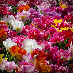 Tulip Background