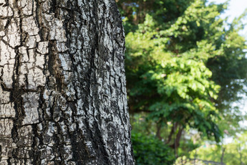 Fototapeta premium Tree bark texture