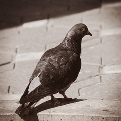 Pigeon