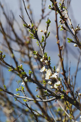 Spring Blossom
