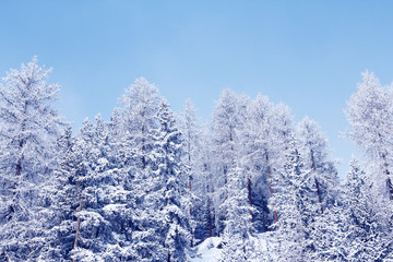 Winter forest in mountains
