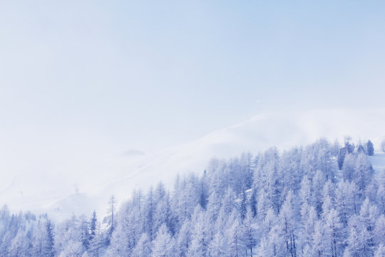 Fototapeta Winter forest in mountains