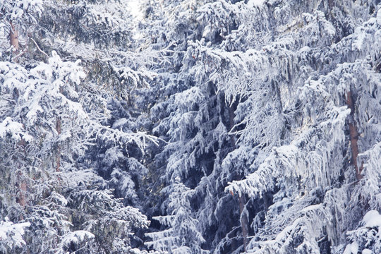 Fototapeta Winter forest in mountains