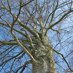 Rotbuche - Fagus sylvatica