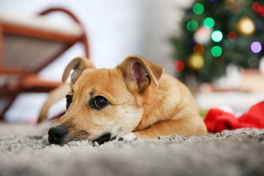 Small cute funny dog laying at carpet with Santa hat on Christmas tree background