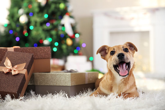 Small cute funny dog with boxes and Christmas tree on light background