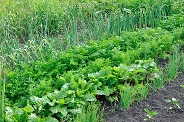 Fototapeta na wymiar vegetable garden