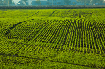 Fototapeta na wymiar Agriculture field with green rows