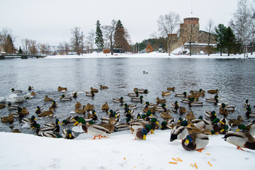 Duks in front of Olavinlina castle in Finland.