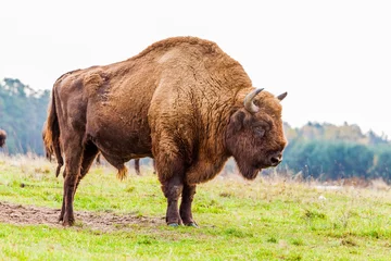 Deurstickers bizon © Angelika Bentin