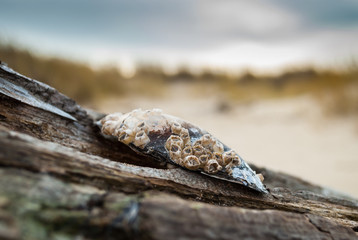 Common mussel shell covered with tiny barnacles.