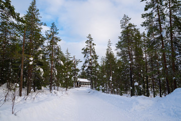 The House in winter forest