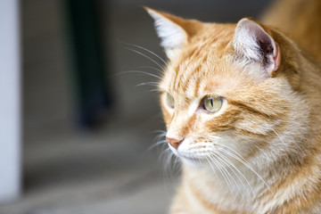 gatto