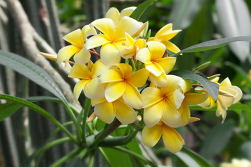 Fototapeta premium Magnolia, yellow flowers