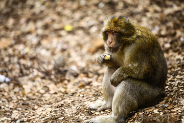 Obraz premium Macaque monkey in Morocco