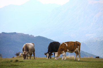 Cows on a field