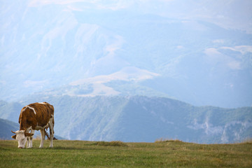Fototapeta na wymiar Cow on a field
