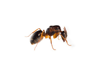 Ants on a white background.
