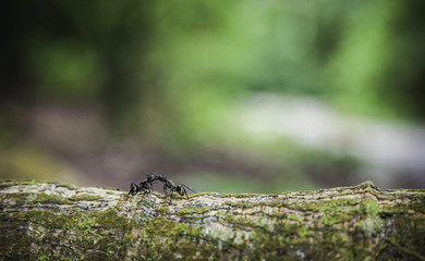 Golden Carpenter Ants